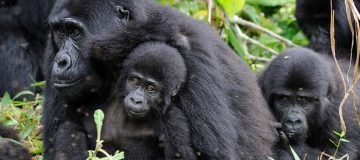 Gorilla Trekking Permits in Uganda 2022