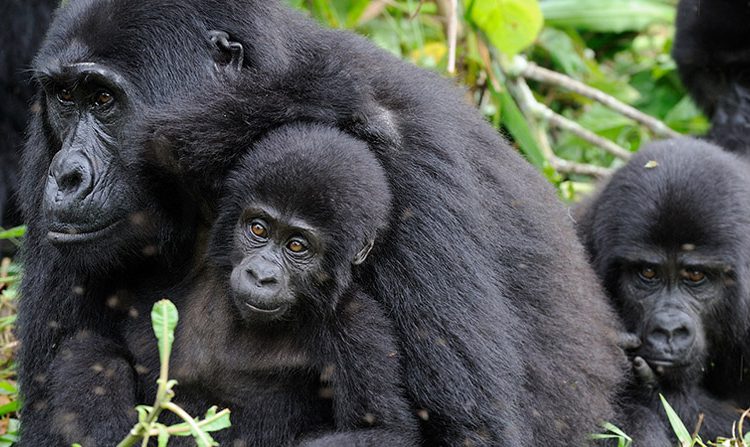 Setkání s gorilami v národním parku Mgahinga, Uganda