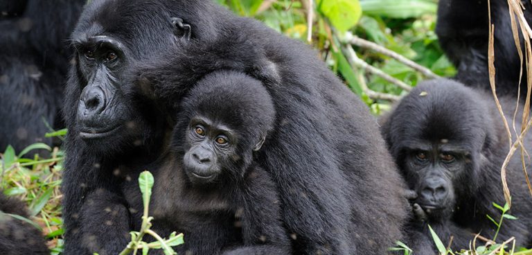 Mgahinga Gorilla National Park