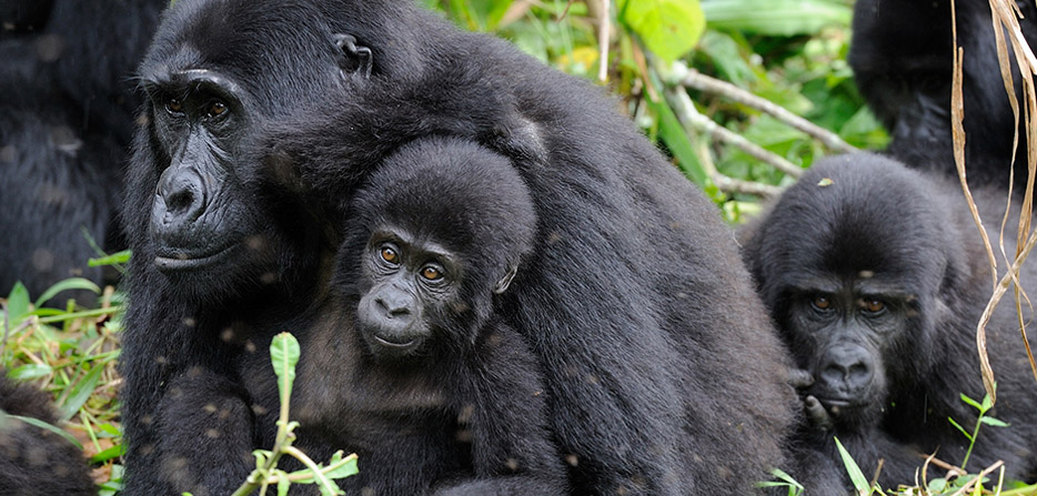 Gorilla Trekking Permits in Uganda 2022
