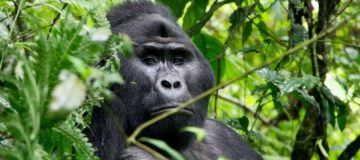 Bwindi Impenetrable National Park