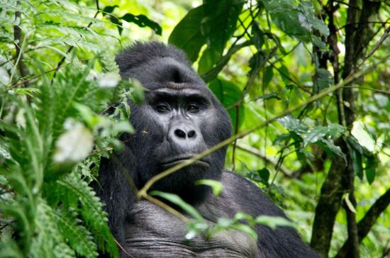 Bwindi Impenetrable National Park