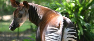 Okapi Wildlife Reserve