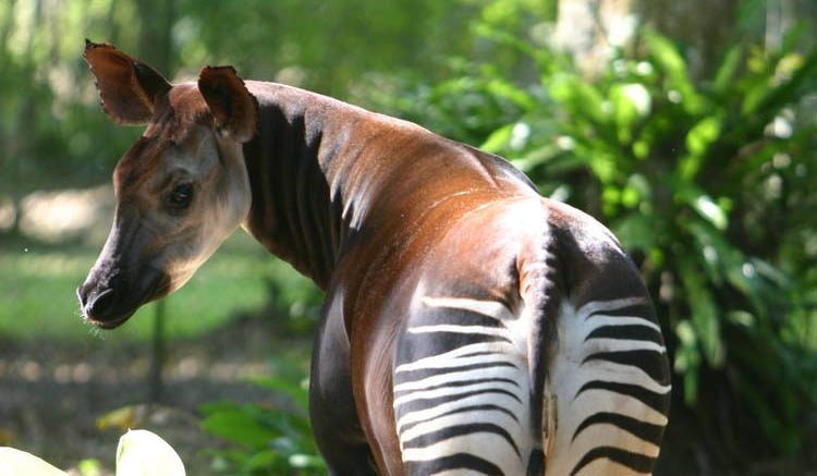 Okapi Wildlife Reserve