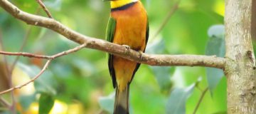 Rwanda Birding Review