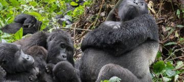 Virunga National Park