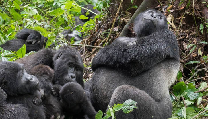 Virunga National Park