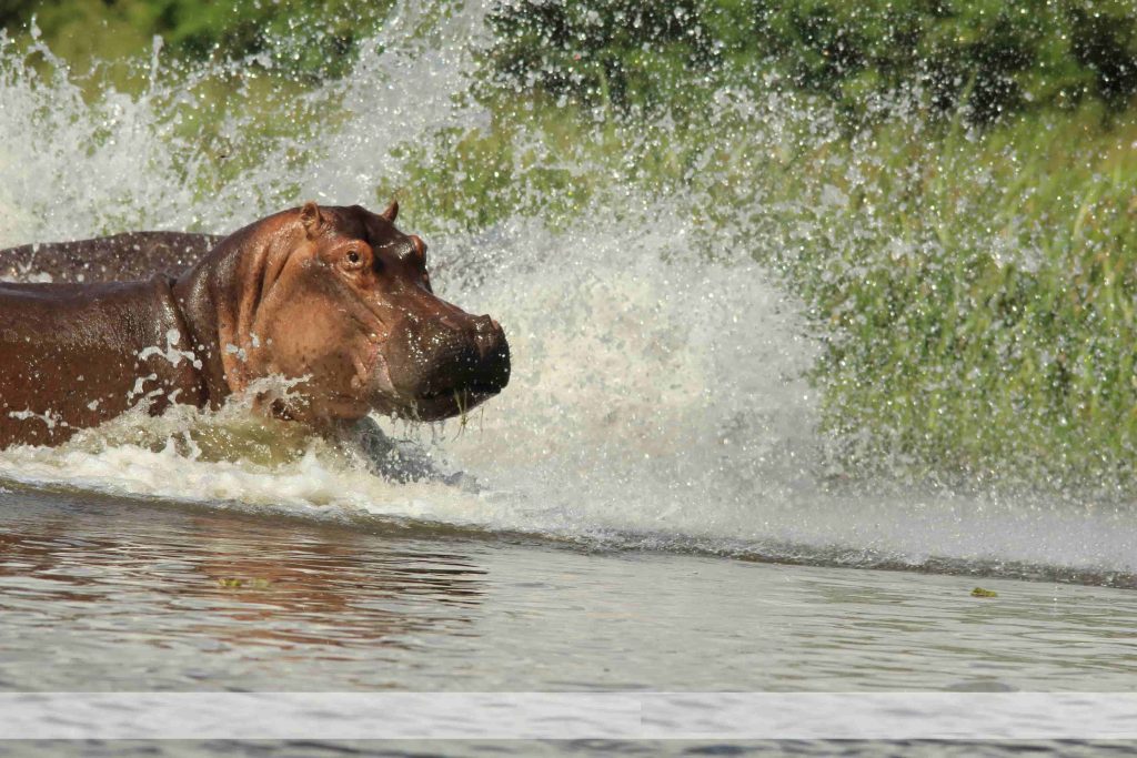 Murchison Falls National Park Wildlife