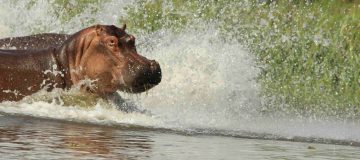 Reasons to visit Murchison Falls National Park