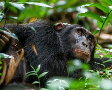 20 Days Uganda, Rwanda Gorillas, and Tanzania Wildlife Safari