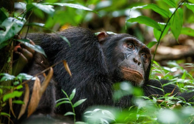 Kibale National Park