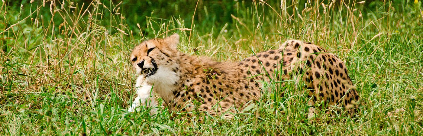 Rwanda Tour Leopard