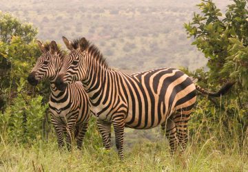 8 Days Rwanda Exclusive Tour