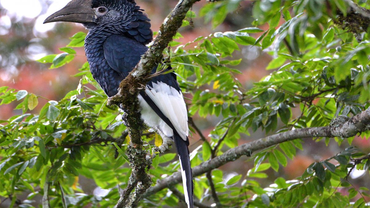 Bird Watching in Rwanda's Nyungwe Forest and Lake Kivu