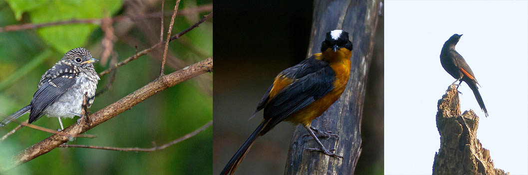 birds in Bwindi national park
