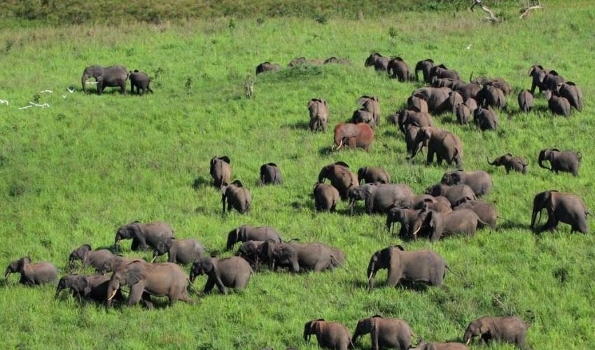 Garamba National Park