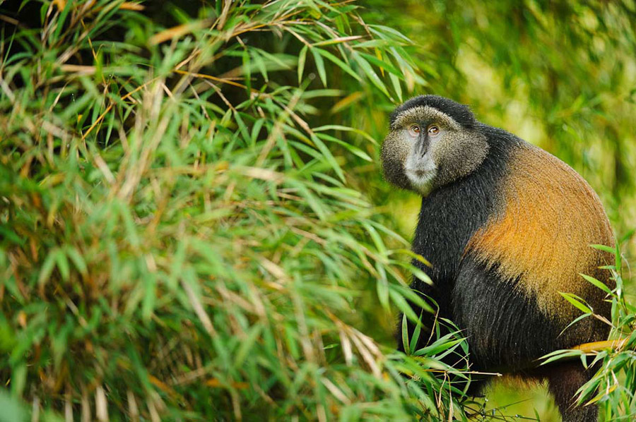 4 Days Gorillas & Golden Monkey Trek