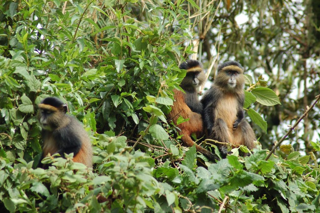 golden-monkeys in Mgahinga