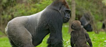 Lowland Gorilla Tour in Congo