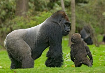 4 Days Lowland Gorilla Tour in Congo
