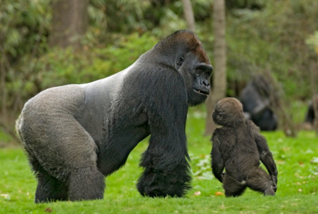 Lowland Gorilla Tour in Congo