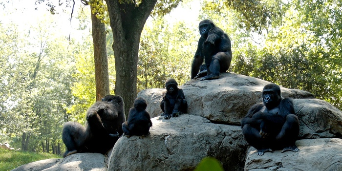 1 Day Lowland Gorilla Tracking