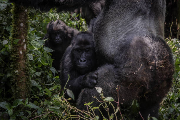 8 Days Rwanda and Nyiragongo Hiking Safari