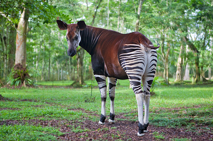 Maiko National Park