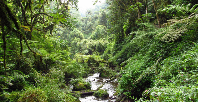 nyungwe forest