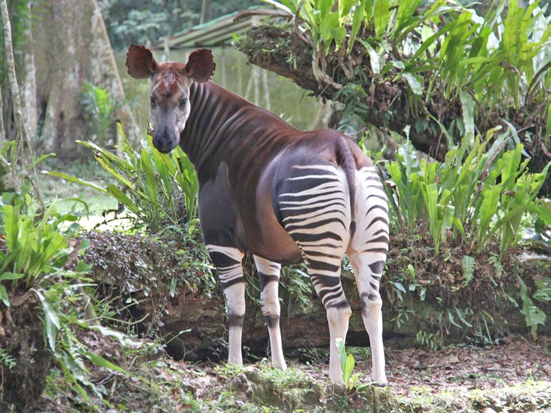 Okapi Wildlife Reserve