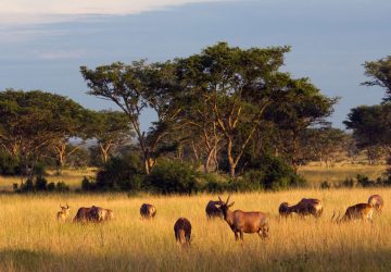 10 Days Explore the Pearl of Africa Uganda Safari