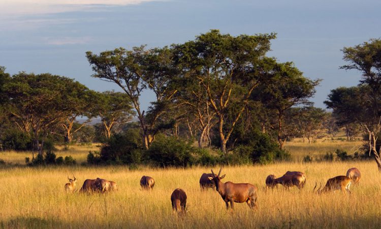 10 days Uganda and Rwanda Adventure Safari