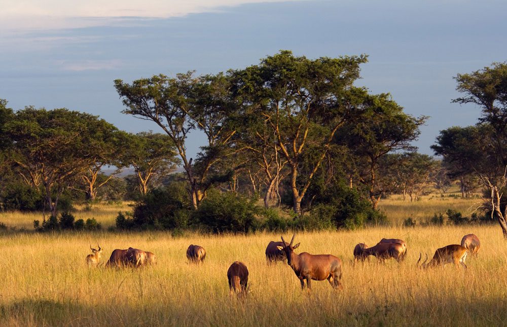 10 Days Uganda and Rwanda Tour