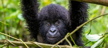 Rwanda Gorilla