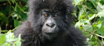 5 Days Rwanda and Uganda Gorilla Trek
