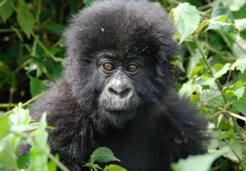 5 Days Rwanda & Uganda Gorilla Trek