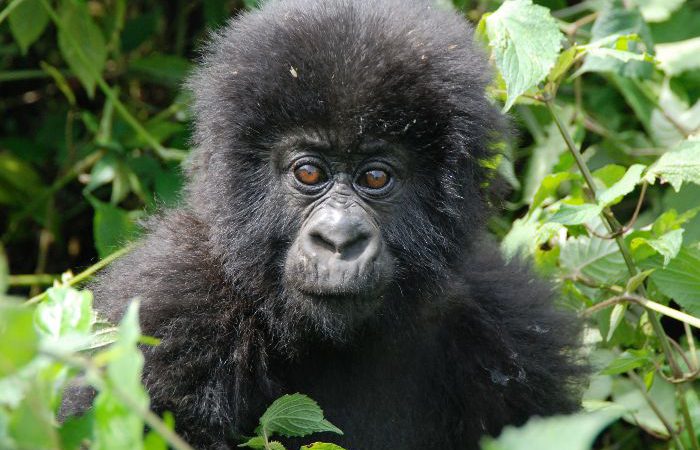 5 Days Rwanda and Uganda Gorilla Trek