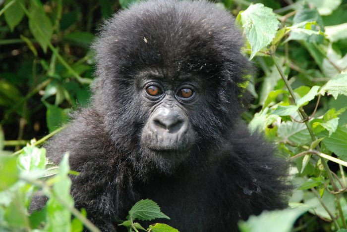 5 Days Rwanda and Uganda Gorilla Trek