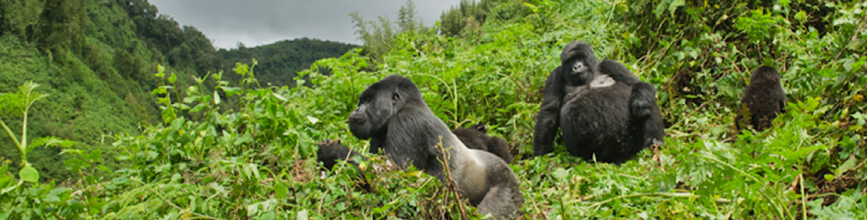 Rwanda Tour Operators