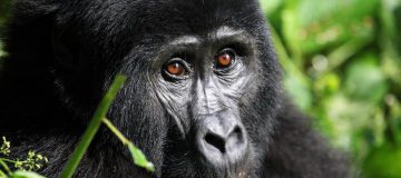 5 Days Rwanda and Congo Gorilla Tour