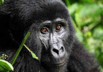 5 Days Rwanda and Congo Gorilla Tour