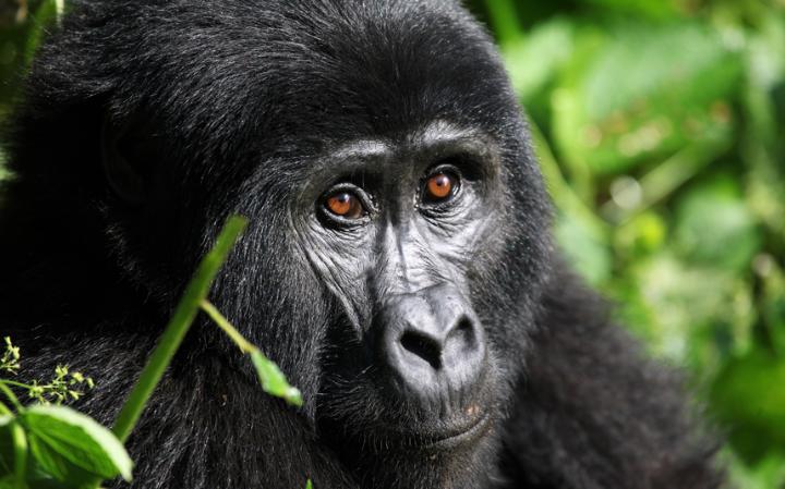 5 Days Rwanda and Congo Gorilla Tour