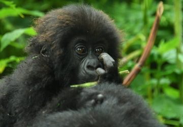 3 Days Bwindi (Offer)