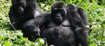 5 Days Mountain Gorillas, Lowland Gorillas & Dian Fossey