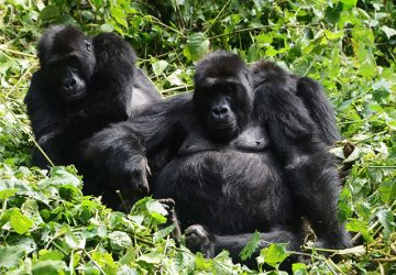 5 Days Mountain Gorillas, Lowland Gorillas & Dian Fossey