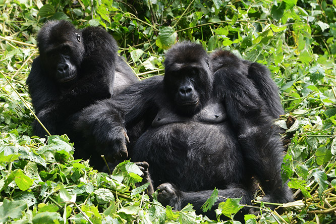 5 Days Mountain Gorillas, Lowland Gorillas & Dian Fossey