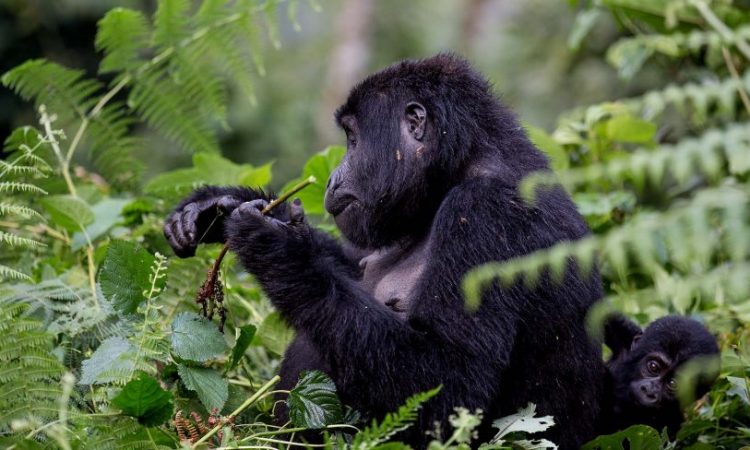 Why are gorillas going extinct