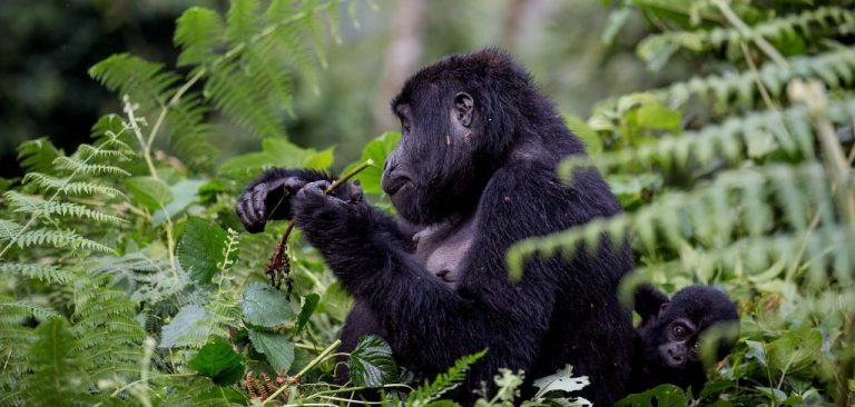 Why are gorillas going extinct