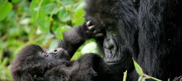 Why are gorillas poached