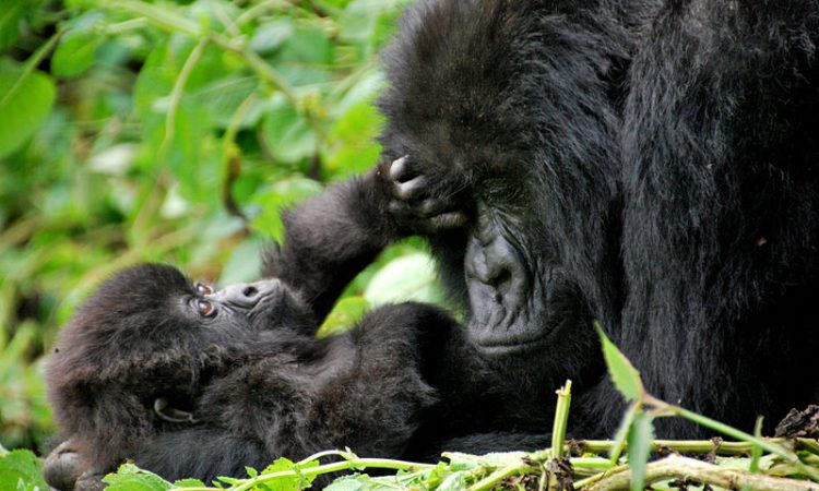 Why are gorillas poached